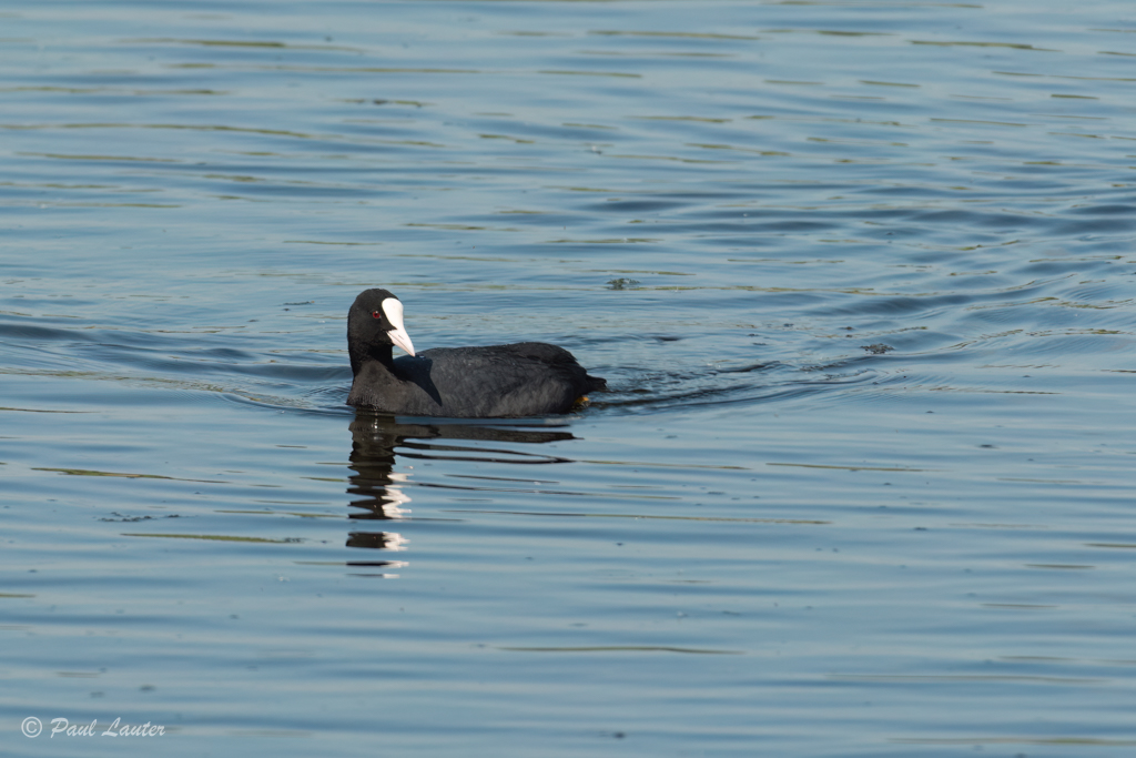 Coot