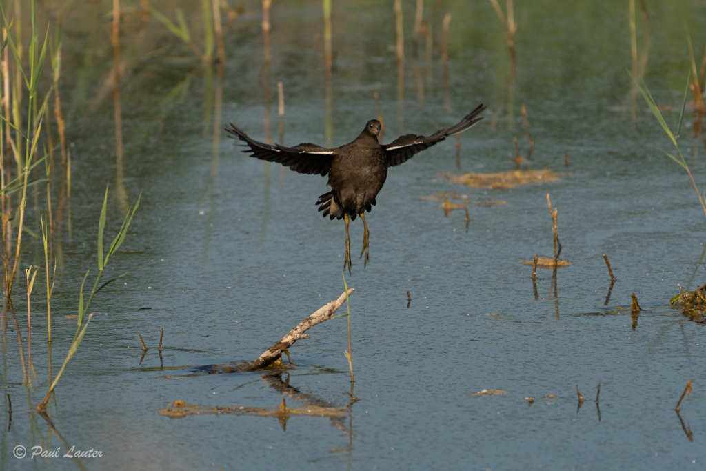 Coot