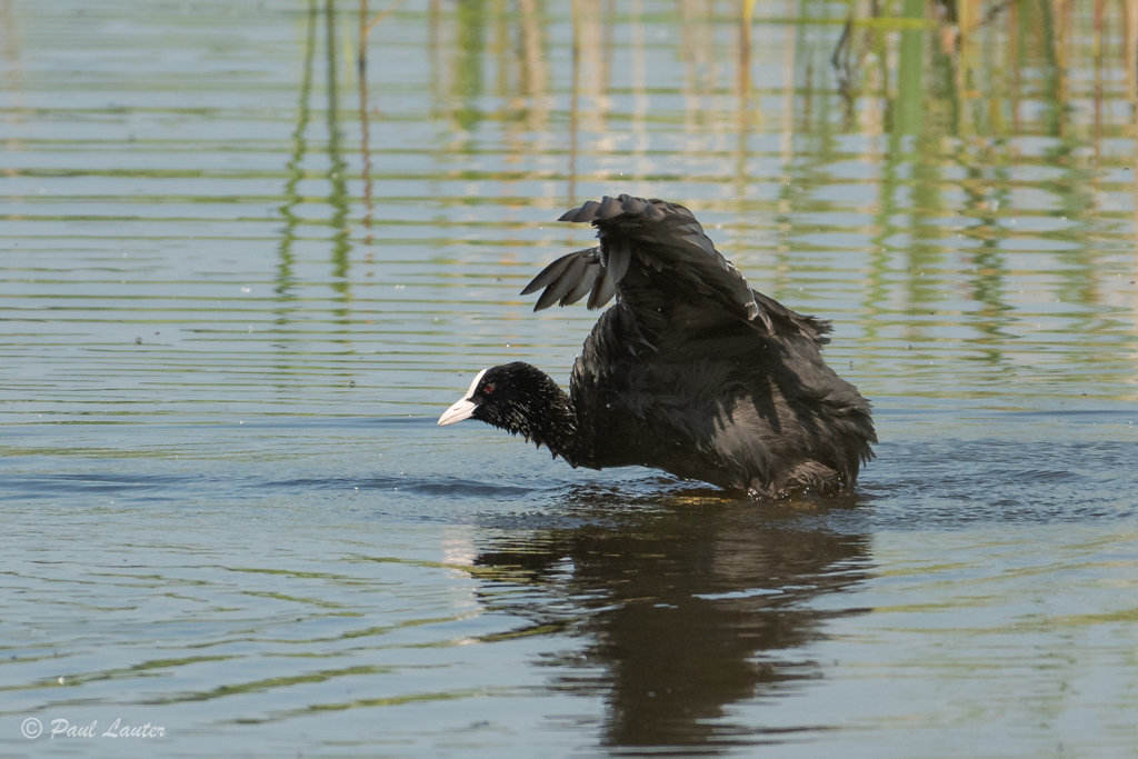 Coot