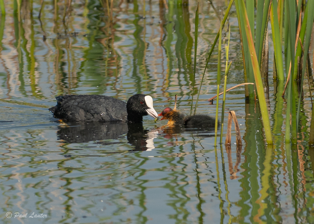 Coot