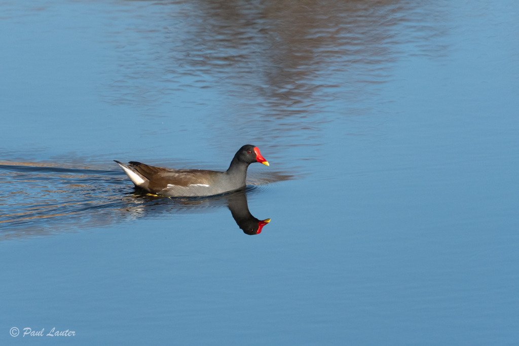 Moorhen