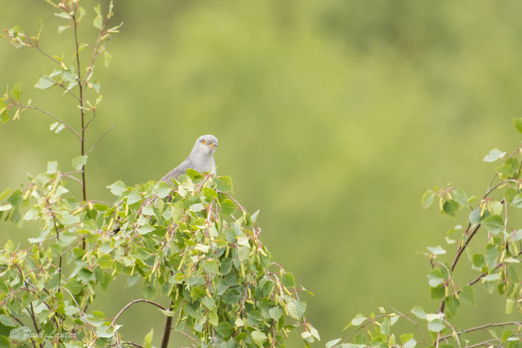 Cuckoo