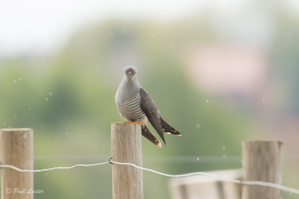 Cuckoo