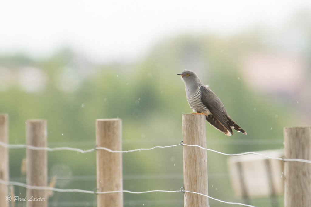 Cuckoo