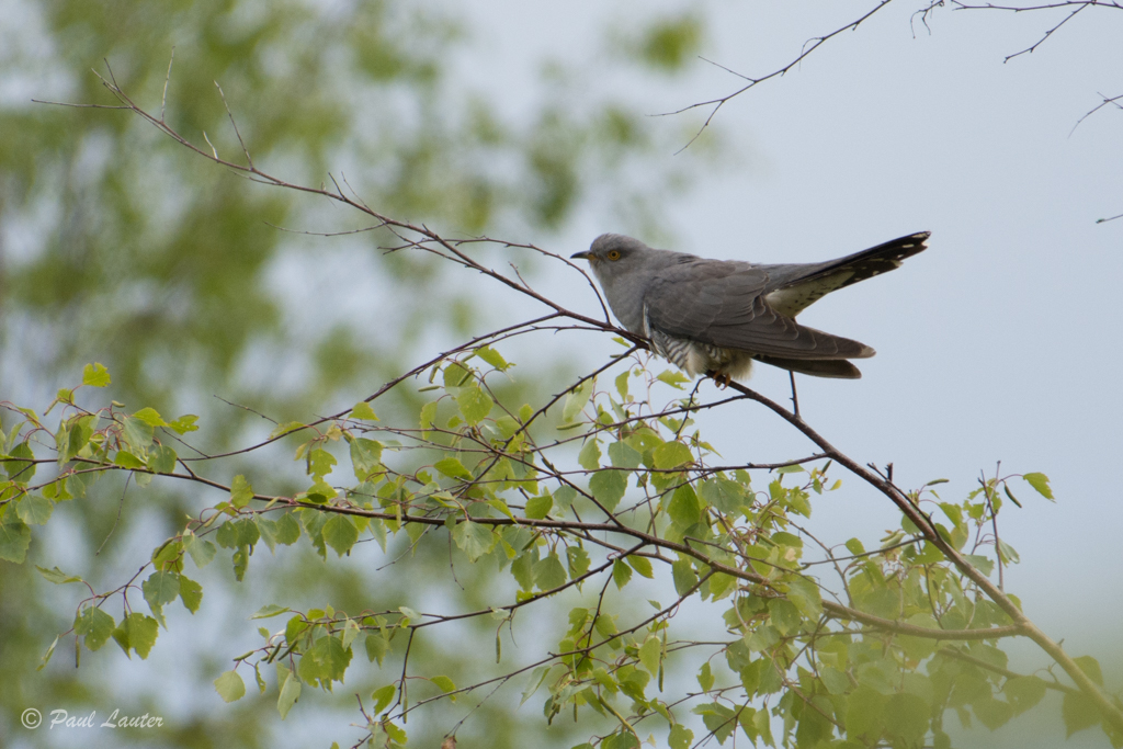 Cuckoo