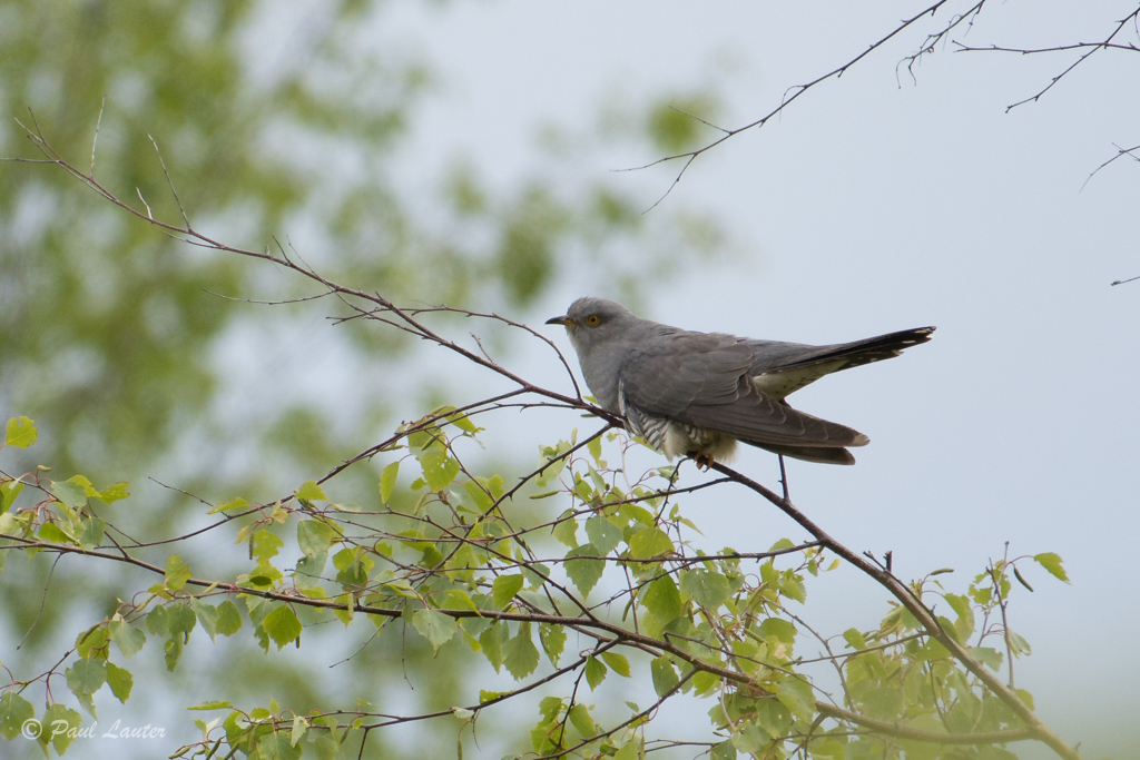 Cuckoo