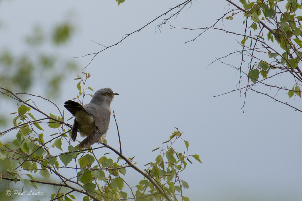 Cuckoo
