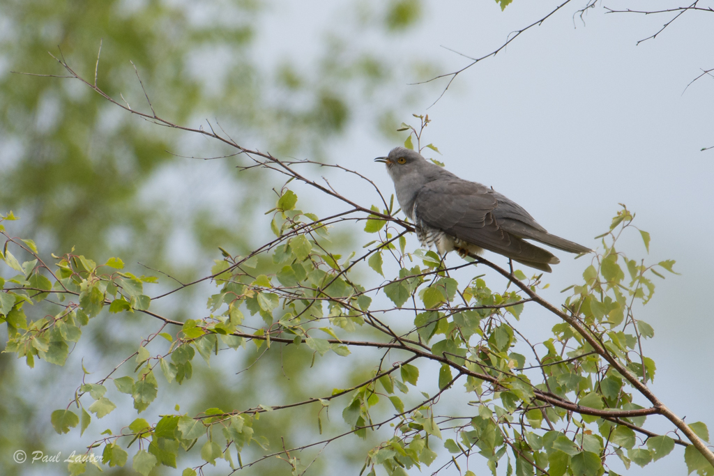 Cuckoo