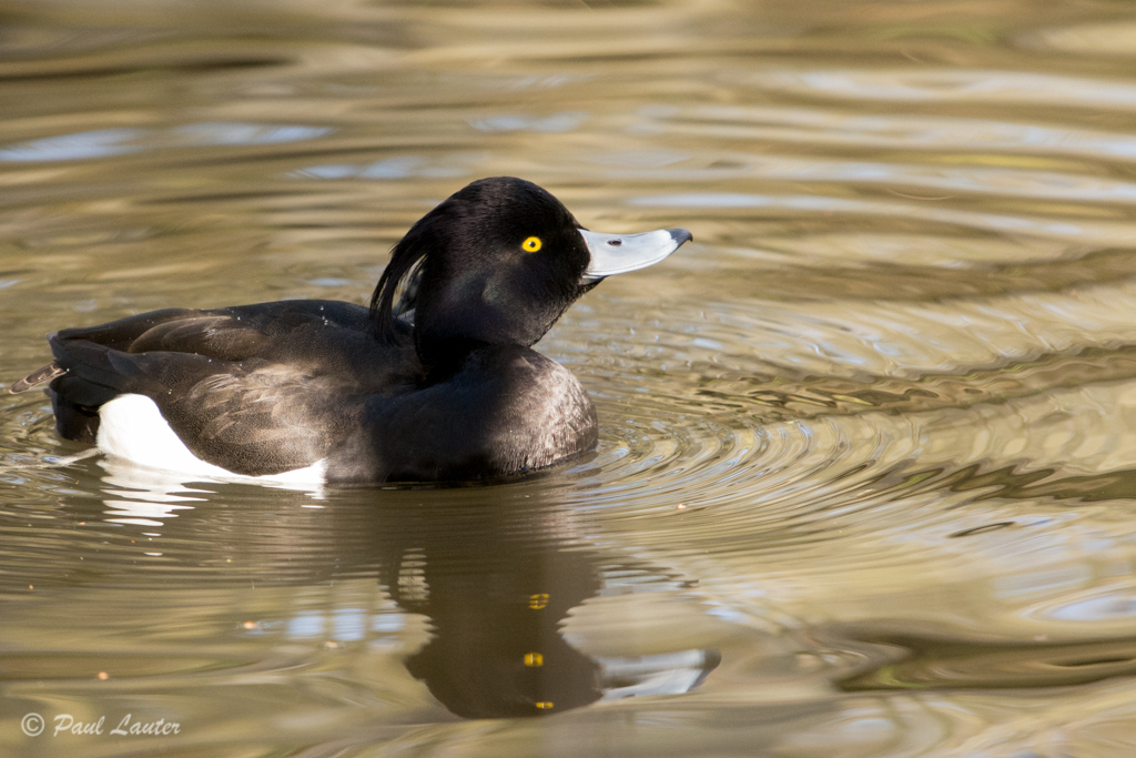 Tufted Duck