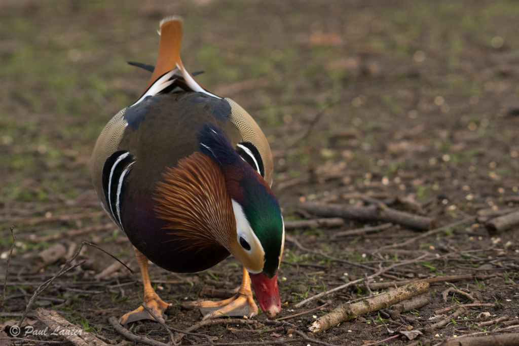 Mandarin Duck