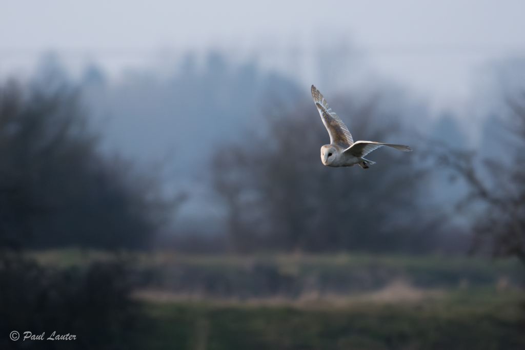 Barn Owl
