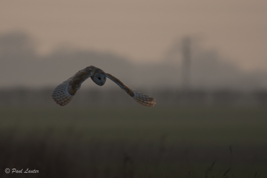 Barn Owl