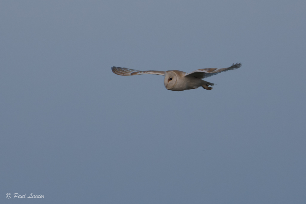 Barn Owl