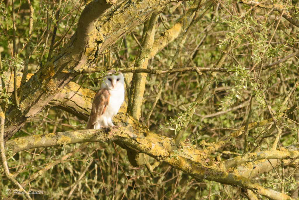 Barn Owl