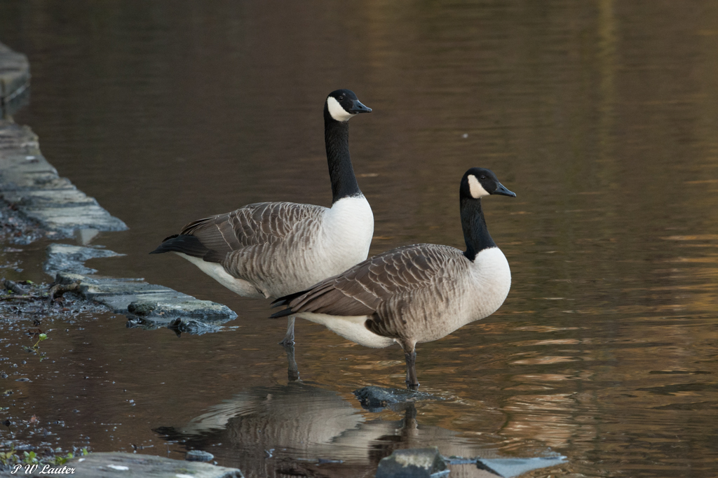 Canada Geese