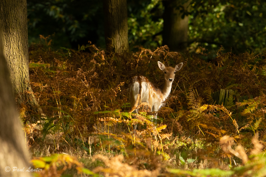 Fallow Deer