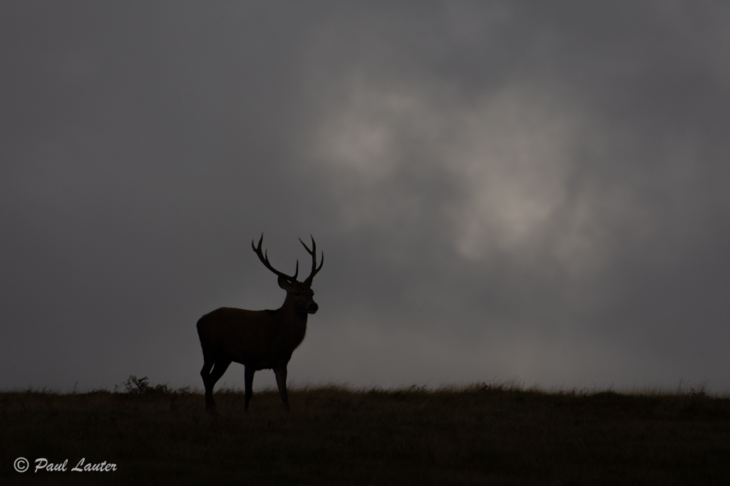 Red Deer at dusk