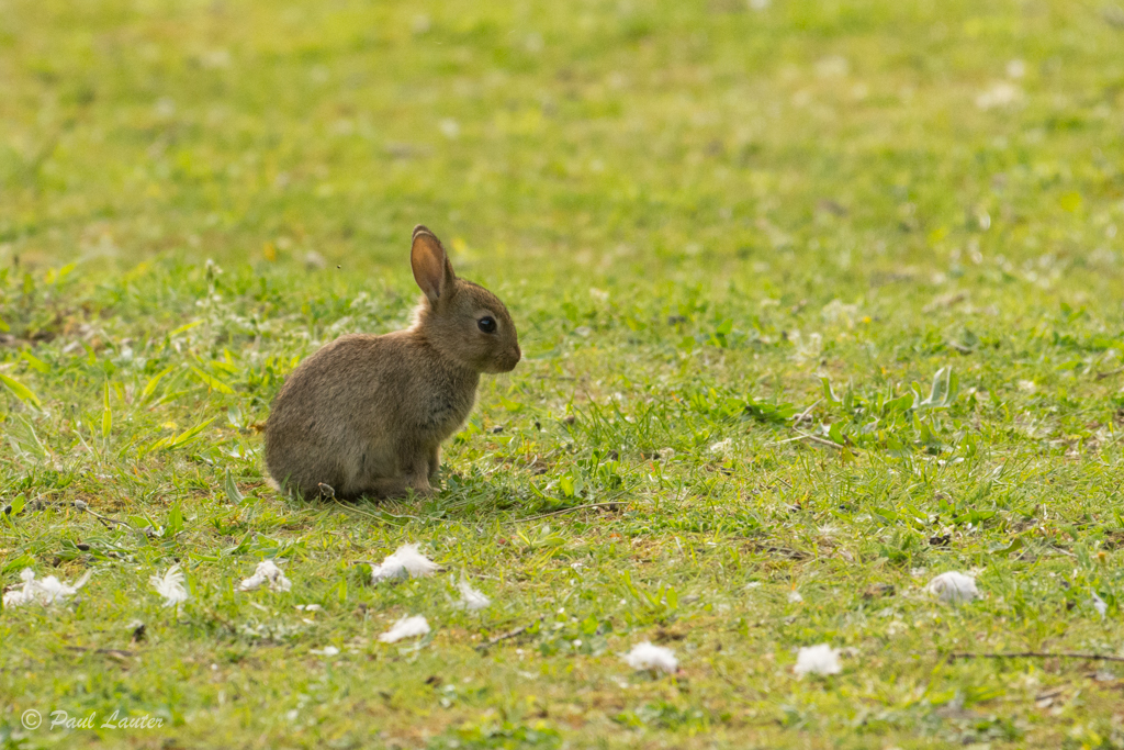 Rabbit