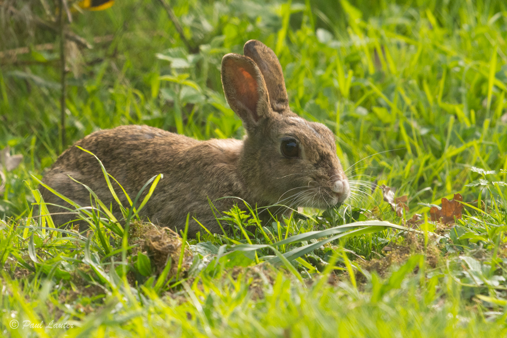 Rabbit