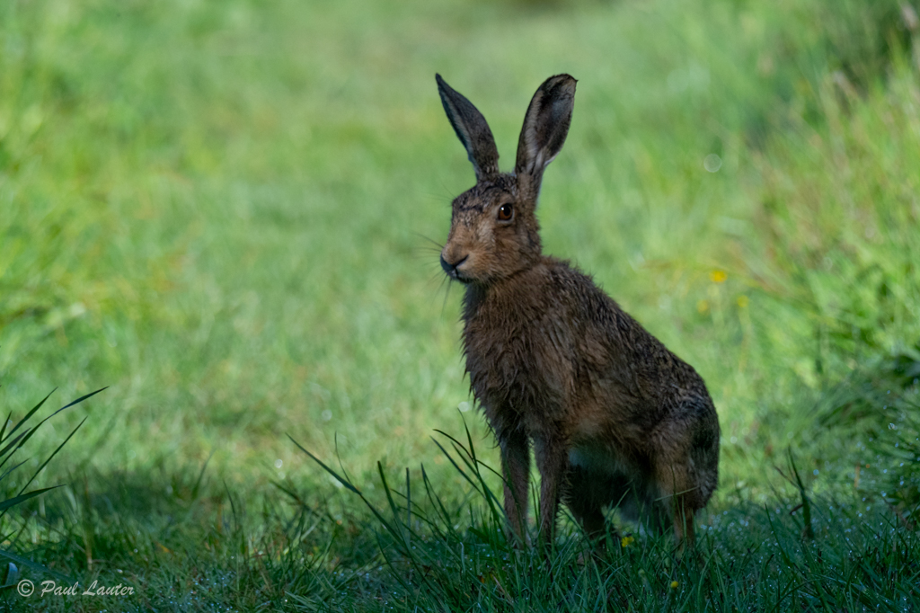 Hare